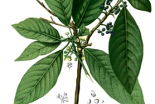 Illustration-of-Engkala-plant