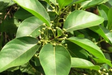 Leaves-of-Engkala-tree