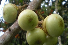 Unripe-Engkala-fruit