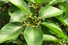 Leaves-of-Engkala-tree