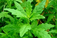 Leaves-of-Epazote