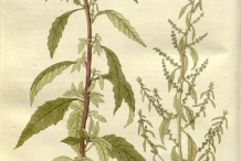 Plant-illustration-of-Epazote