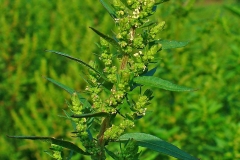 Close-up-flower-Epazote