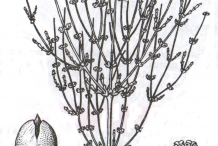 Drawing-of-Ephedra