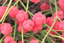 Ephedra-cones
