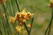 Ephedra-flower