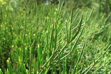 Ephedra-leaves