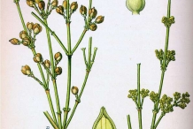 Illustration-of-Ephedra