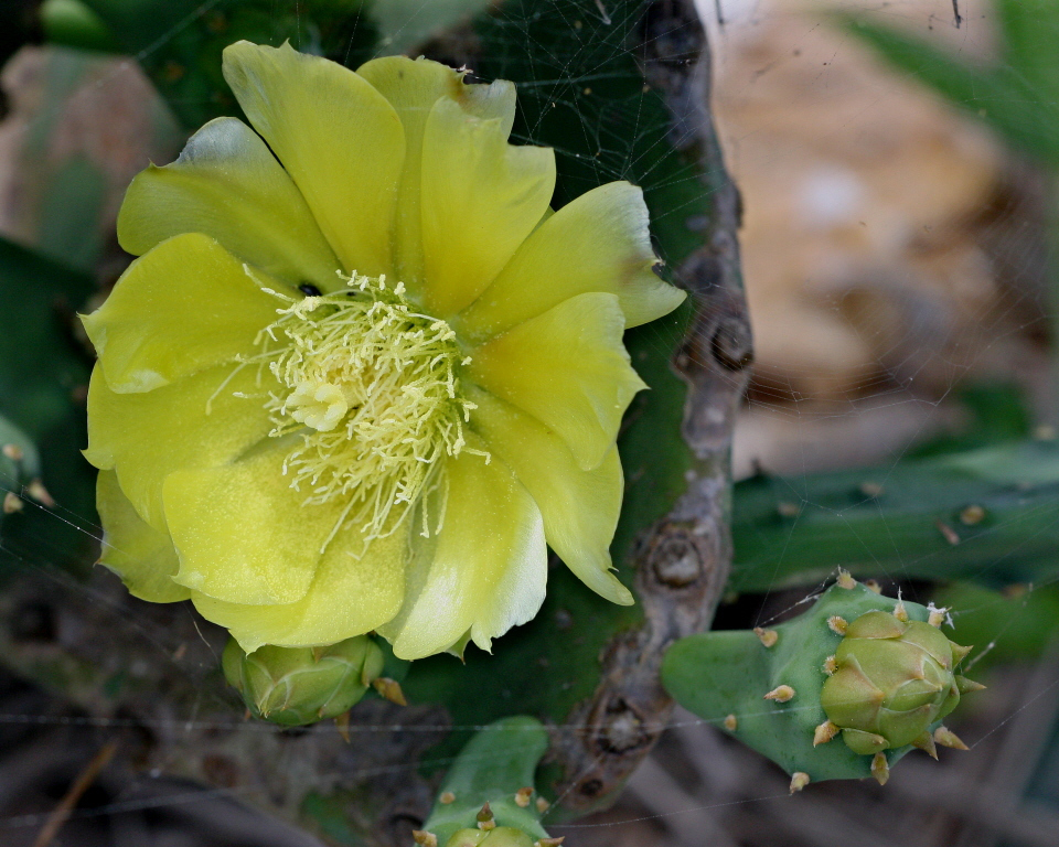 Erect-Prickly-Pear-flower
