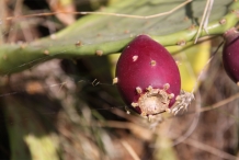 Erect-Prickly-Pear-fruit
