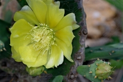 Erect-Prickly-Pear-flower