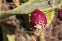 Erect-Prickly-Pear-fruit