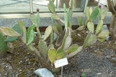 Erect-Prickly-Pear-plant