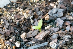 Erect-Prickly-Pear-seedlings