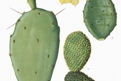Plant-illustration-of-Erect-Prickly-Pear