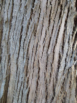 Eucalyptus-Bark