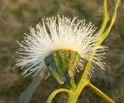 Eucalyptus--Flower