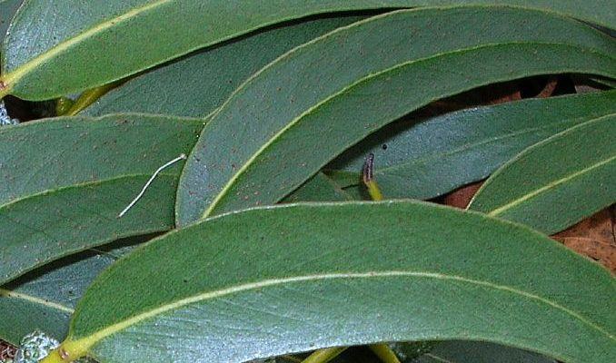 Eucalyptus-Leaves
