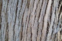 Eucalyptus-Bark