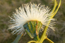 Eucalyptus--Flower