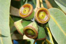 Eucalyptus-Fruit