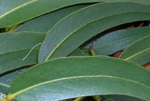 Eucalyptus-Leaves