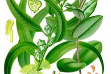 Eucalyptus-Plant-Illustration