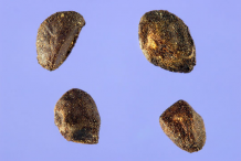 Eucalyptus-Seeds