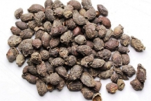 Dried-Eugenia-Jambolana