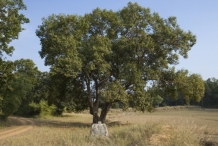Eugenia-Jambolana-tree