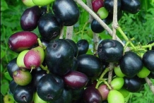 Fruit-of-Eugenia-Jambolana