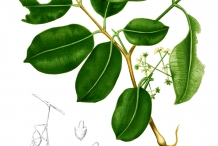 Illustration-of-Eugenia-Jambolana