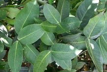 Leaves-of-Eugenia-Jambolana