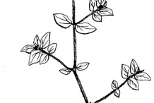 Drawing-of-Euphorbia