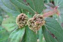 Euphorbia-flower