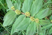 Euphorbia-leaves