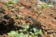 Euphorbia-plant