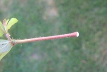Euphorbia-stem