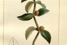 Illustration-of-Euphorbia