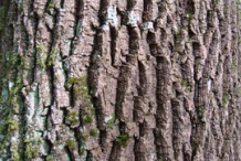 Bark-of-European-Ash