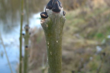 Bud-of-European-Ash