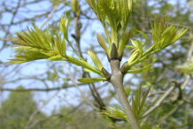 Buds-bursting-of-European-Ash
