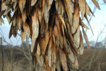 Dried-fruits-of-European-Ash