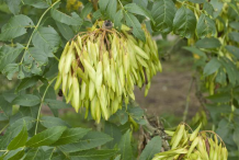 Green-fruit-on-the-tree