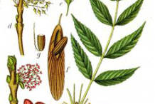 Illustration-of-European-Ash