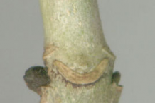 Leaf-Scar-of-European-Ash