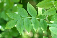 Leaf-of-European-Ash