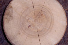 Log-of-European-Ash