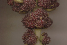 Male-flower-of-European-Ash