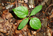 Sapling-of-European-Ash-plant